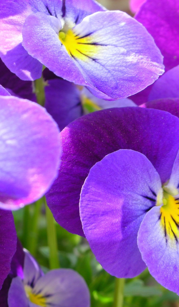 Живые цветы анютины глазки в саду