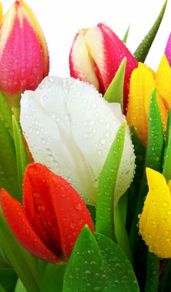 Свежие тюльпаны