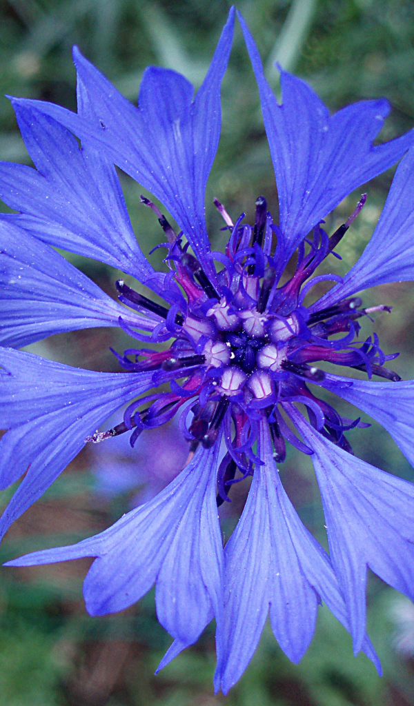 Садовые цветы васильки на дачном участке