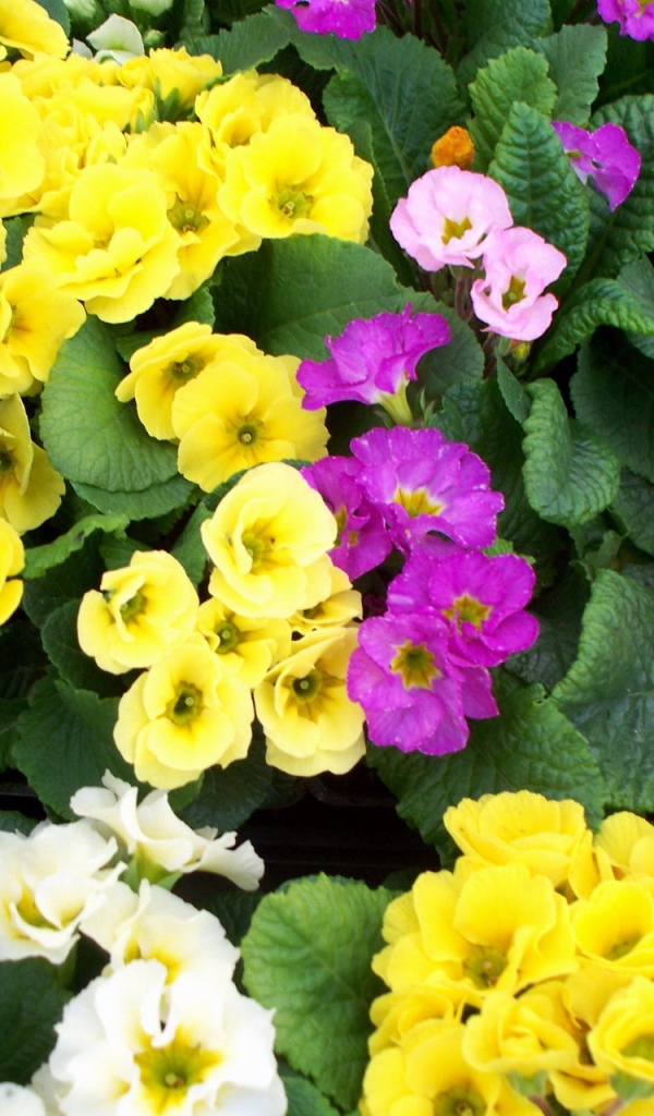 Садовые цветы примула на дачном участке