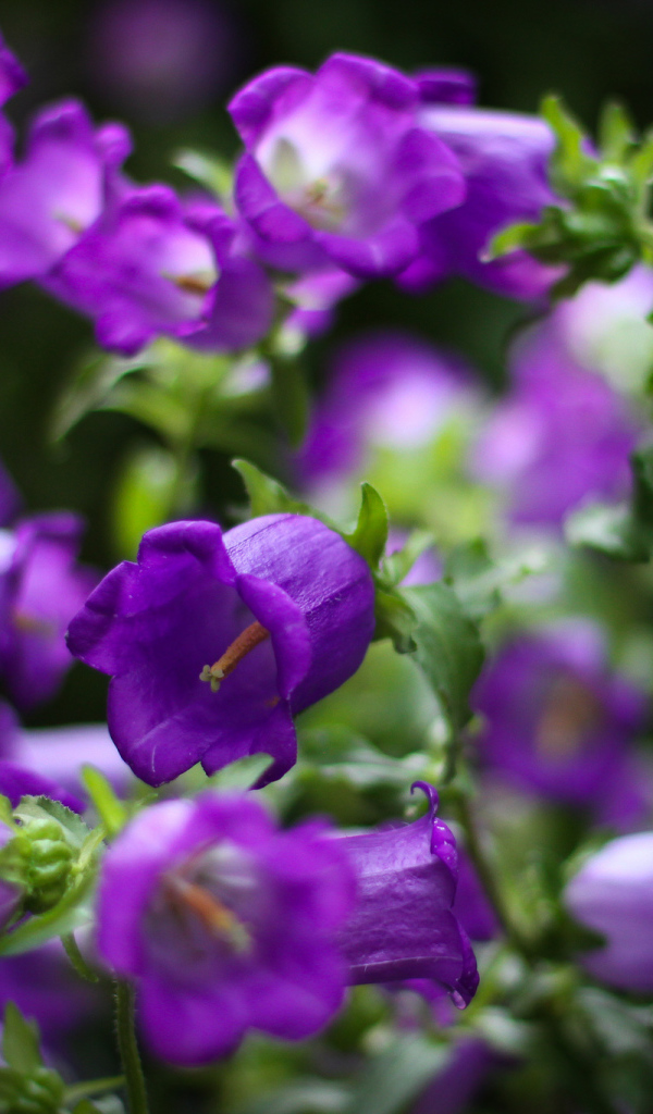 Садовые колокольчики