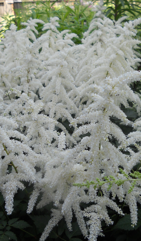 Садовые цветы астильба на дачном участке