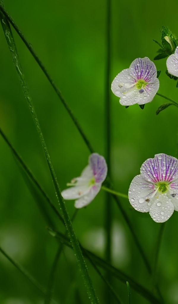 Садовые цветы вероника на дачном участке