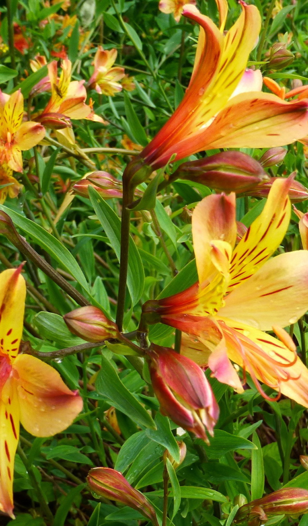 Садовые цветы альстремерия на дачном участке