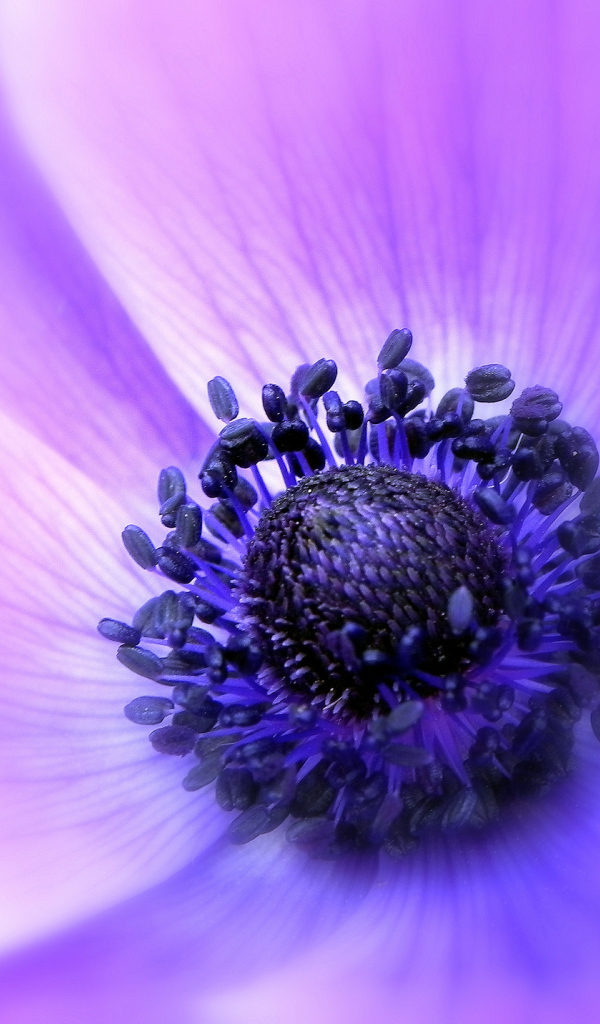 Садовые цветы анемона на дачном участке