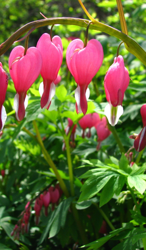 Садовые цветы дицентра на дачном участке