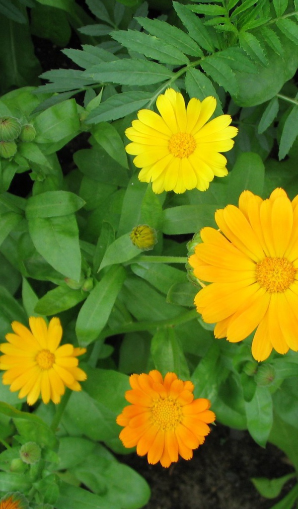 Садовые цветы календула на дачном участке