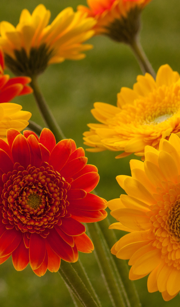 Садовые цветы гербера на дачном участке