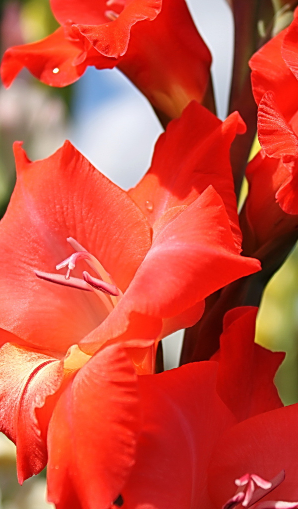 Садовые цветы гладиолус на дачном участке