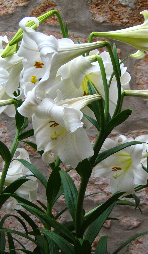 Садовые цветы лилия на дачном участке