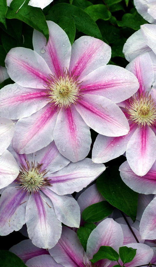 Садовые цветы клематис на дачном участке