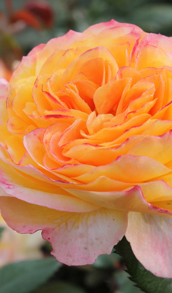 Садовые цветы кустарниковые розы на дачном участке