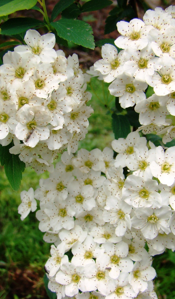 Садовые цветы спирея на дачном участке