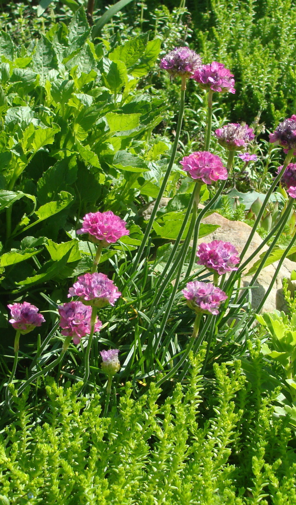 Садовые цветы армерия на дачном участке