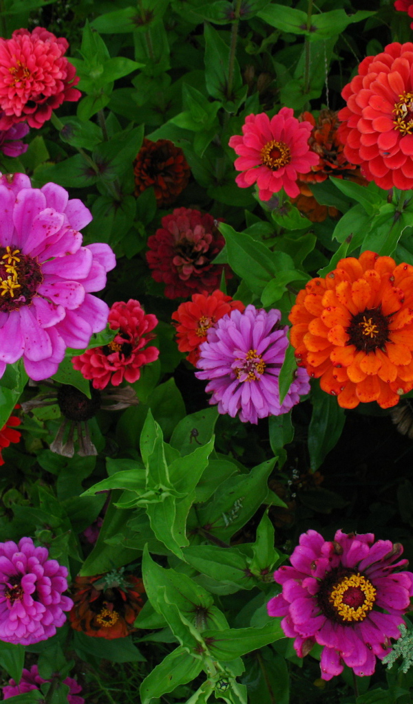 Садовые цветы цинния (циния) на дачном участке