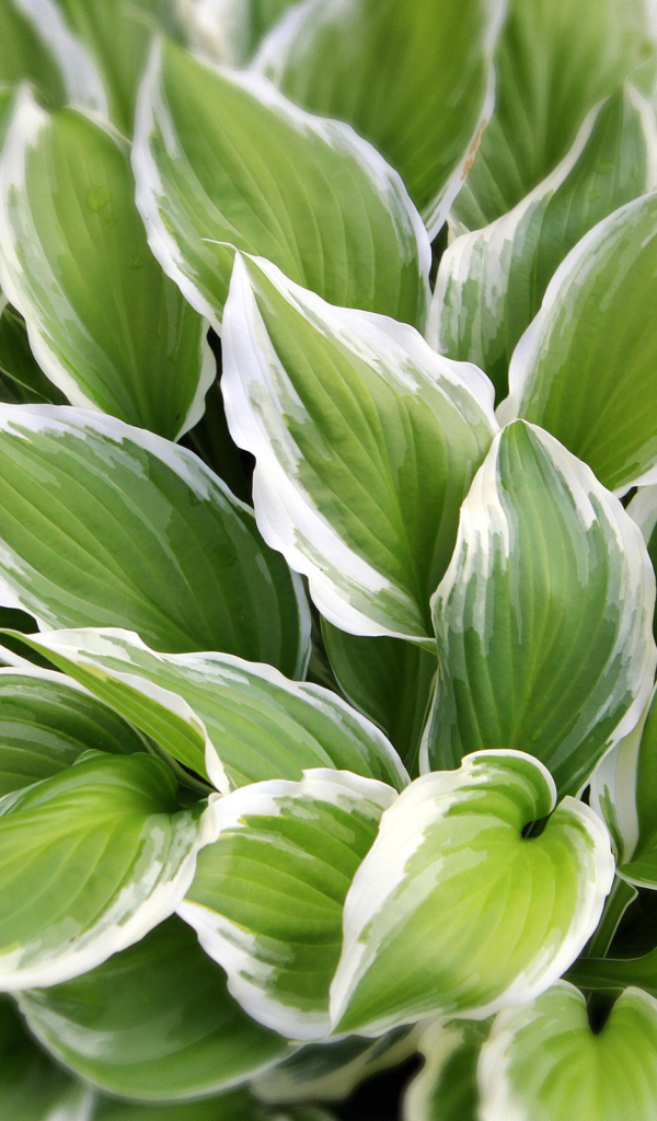 Садовое растение хоста на дачном участке