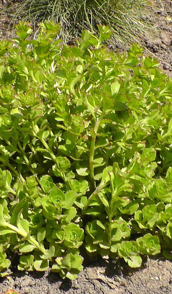 Садовое растение седум на дачном участке