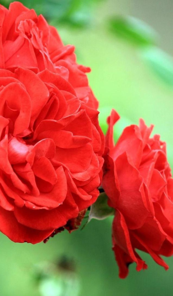 Садовые красные розы на фоне зелени