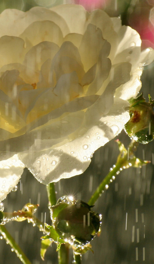 Садовая белая роза под дождём