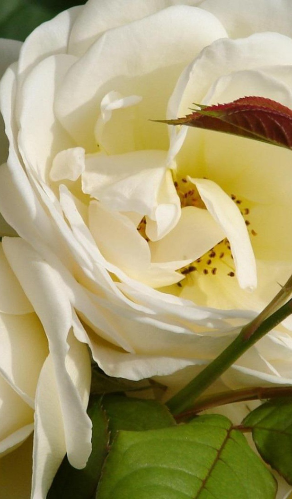 Садовые белые розы расцвели