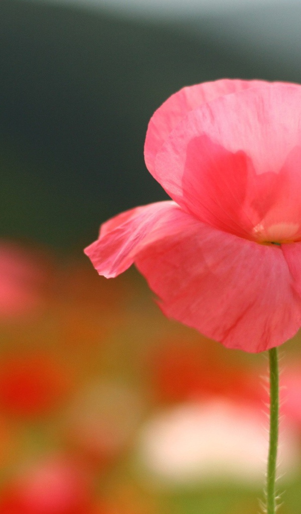 Нежные розовые лепестки