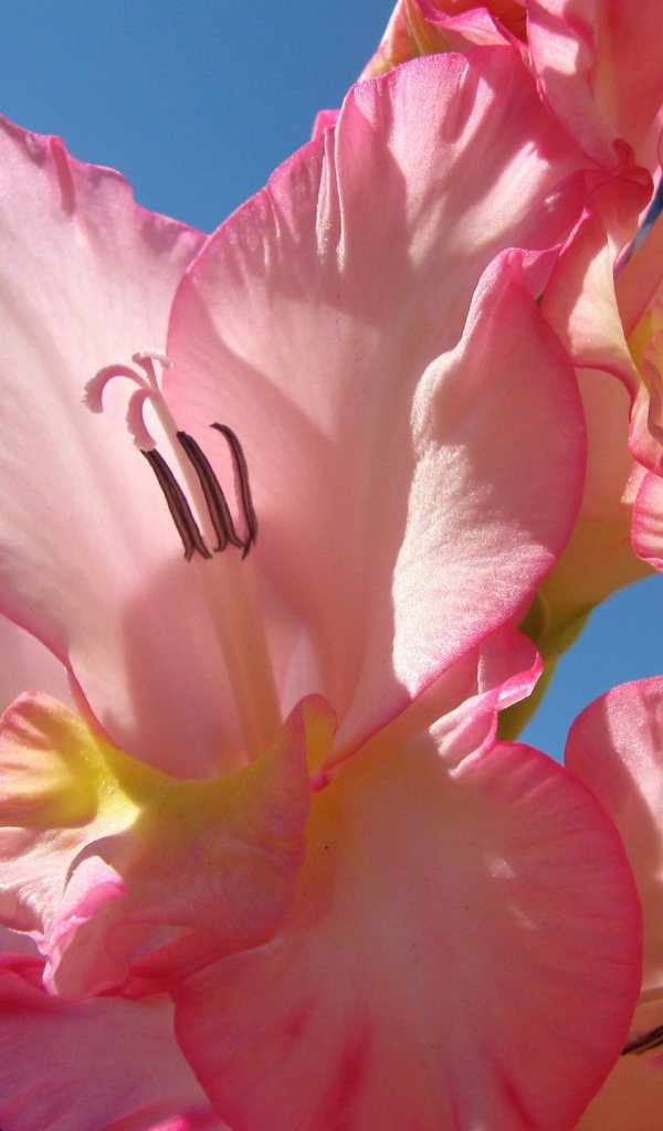 Нежно розовые цветы гладиолуса