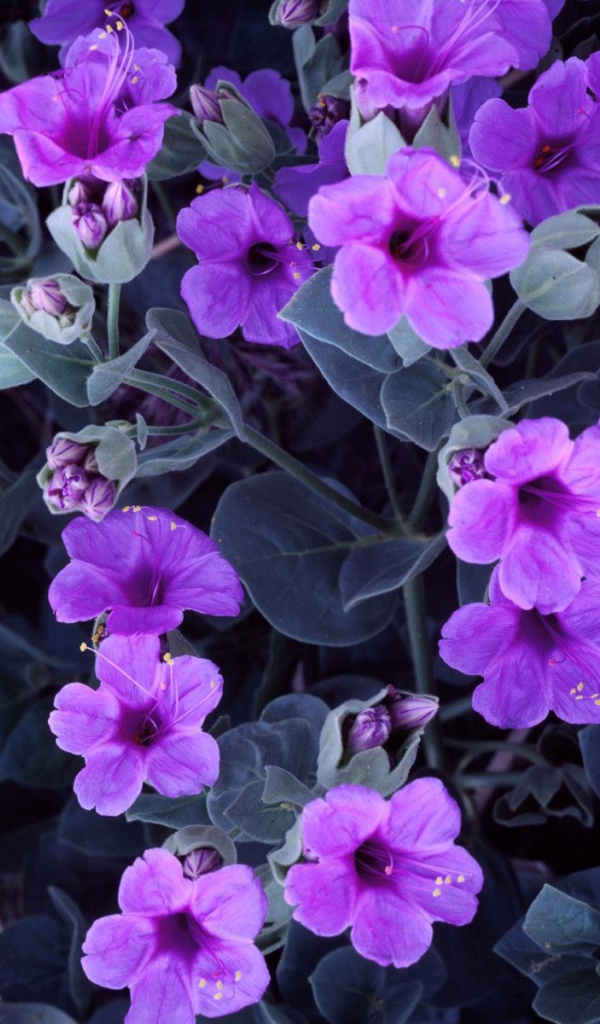 Цветы гиацинта 