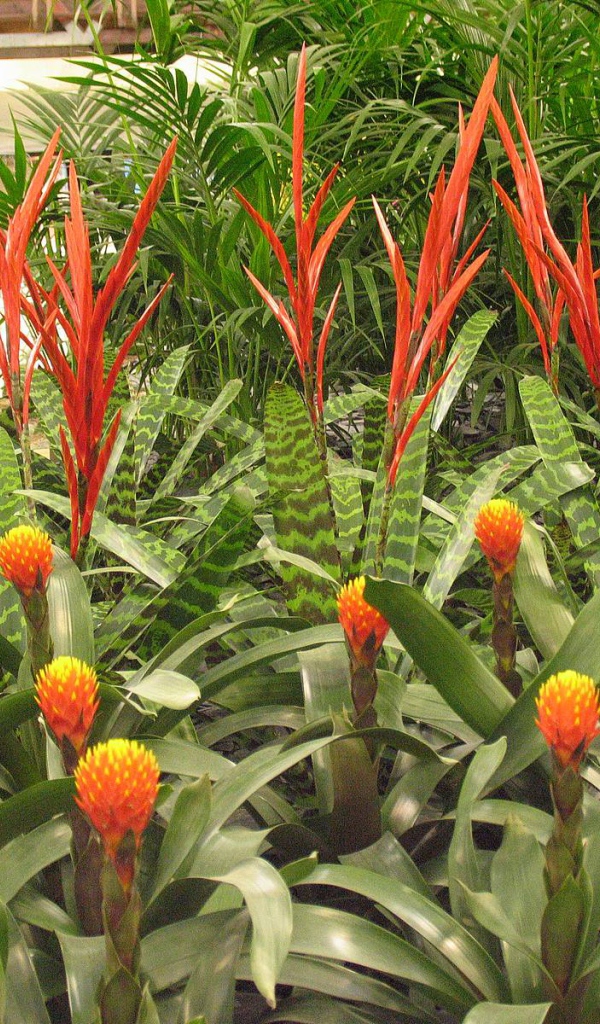 Имбирь (роскоя) на дачном участке