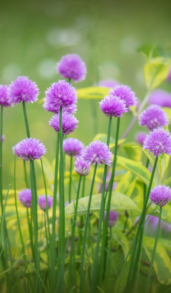 Поляна для отдыха