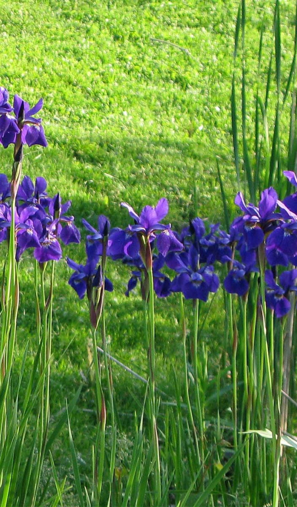 Полянка с ирисами