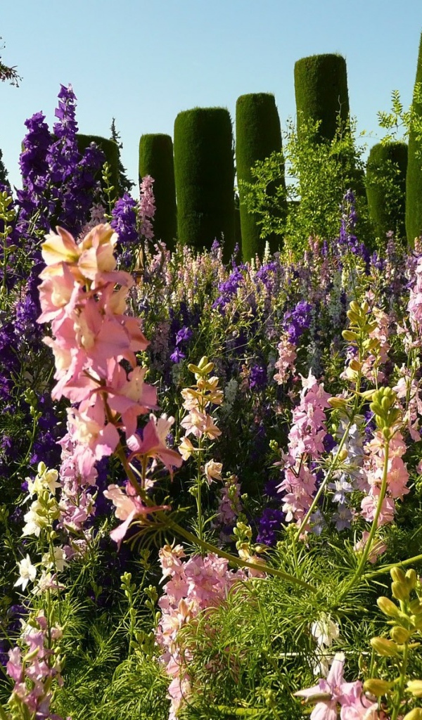 Цветение гладиолусов в саду