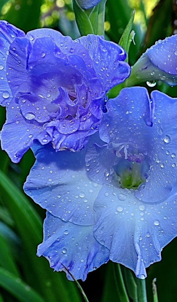 Гладиолусы в утренней росе