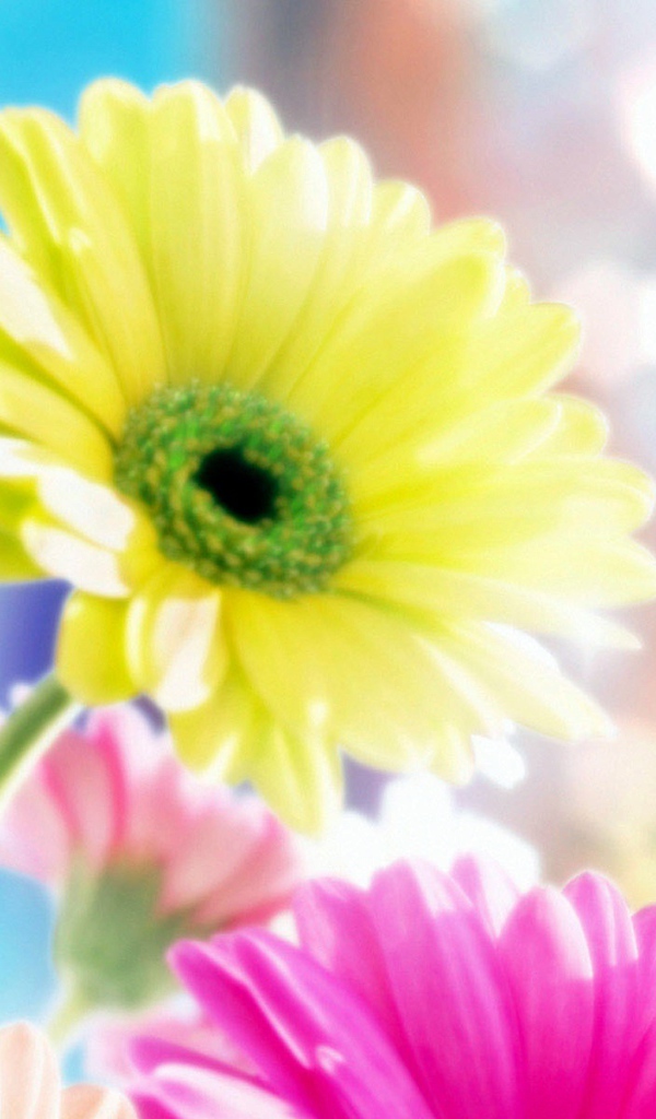 Гламурные цветы