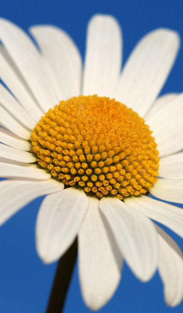 Большая белая ромашка