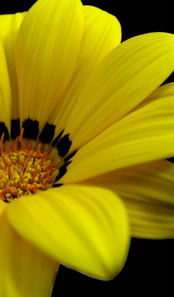 Великолепный желтый цветок