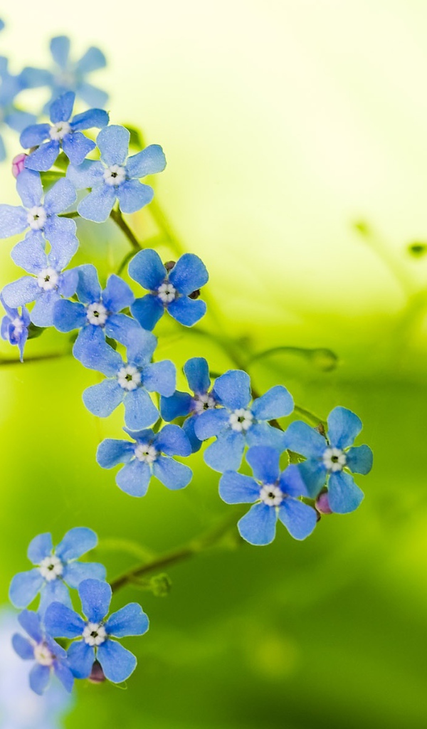 Прекрасные цветы