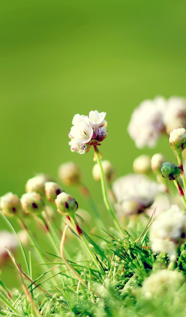 Зеленая долина