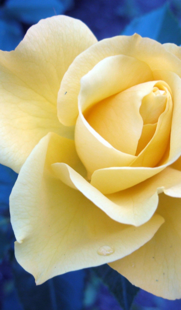 Растущий цветок