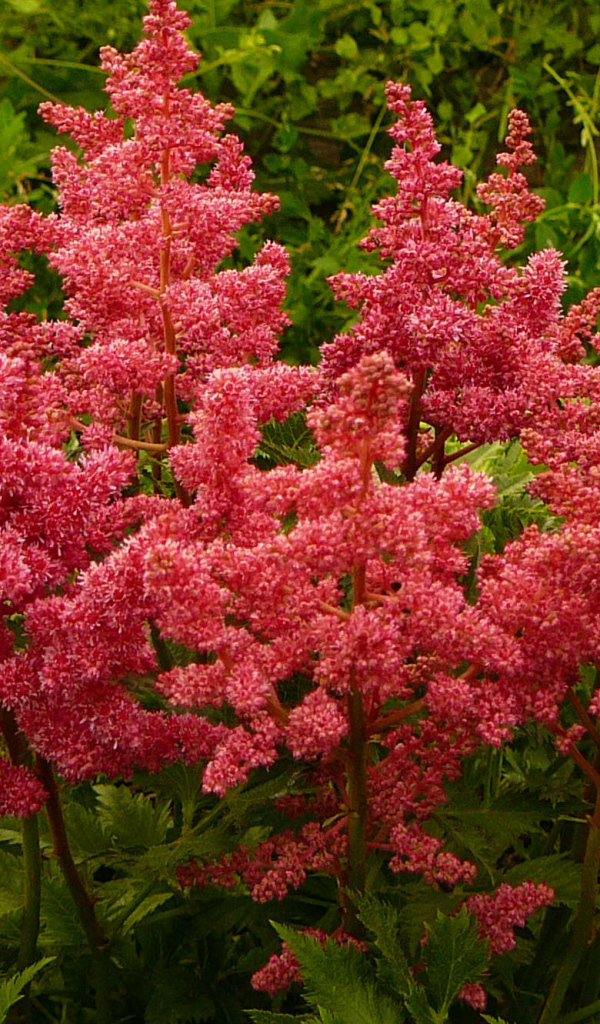 Выращивание цветов астильба в саду