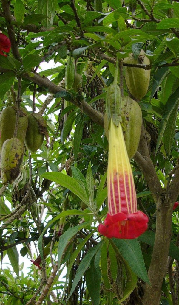 Выращивание растения бругмансия в саду