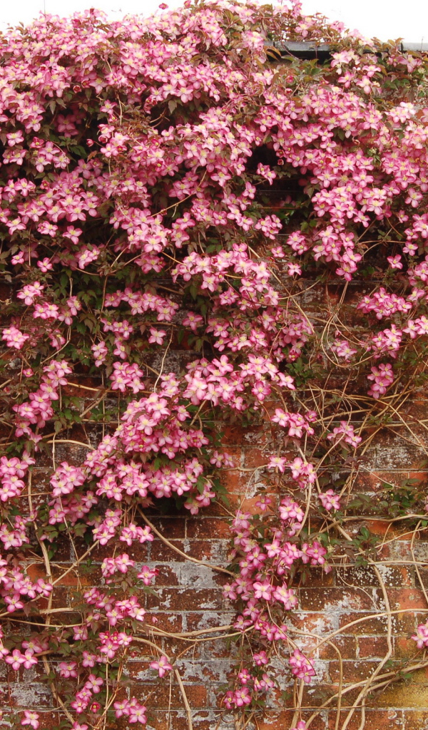 Выращивание цветов клематис в саду
