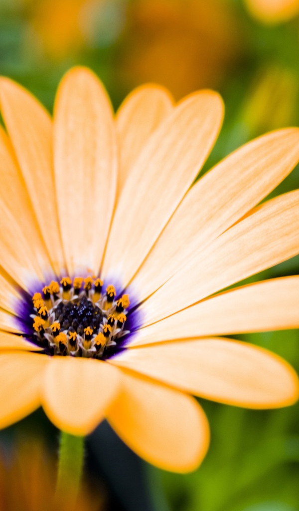 Растущие цветы