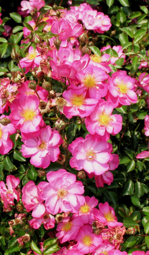 Выращивание цветов кларкия (годеция) в саду