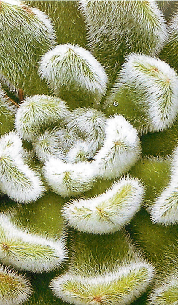 Выращивание цветов эхеверия (эчеверия)  в саду