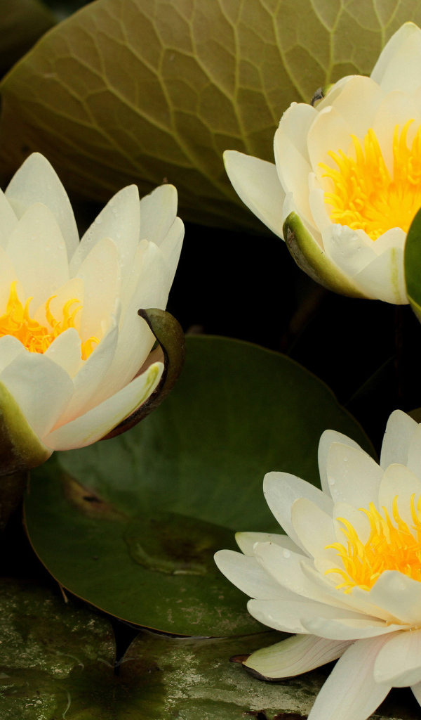 Выращивание цветов лилия на дачном участке