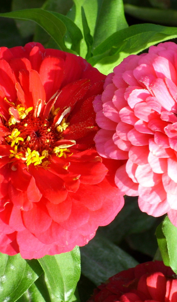 Выращивание цветов цинния (циния) в саду