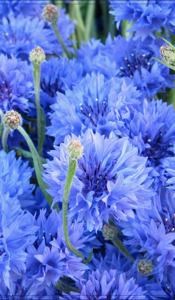 Выращивание васильков в саду