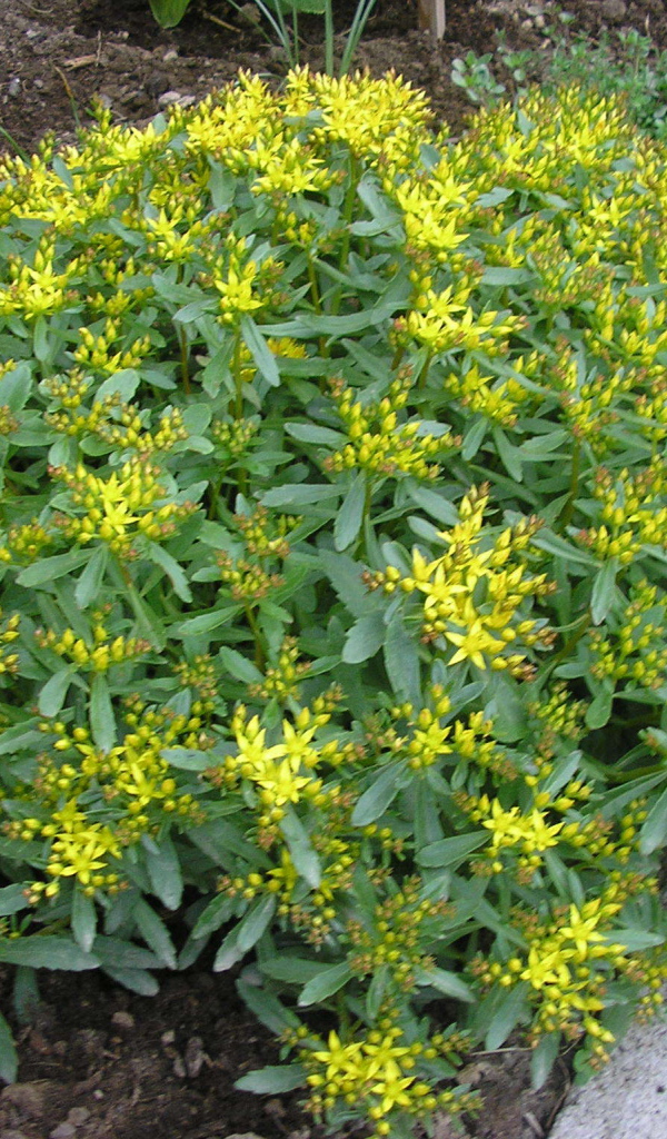 Выращивание седум в саду