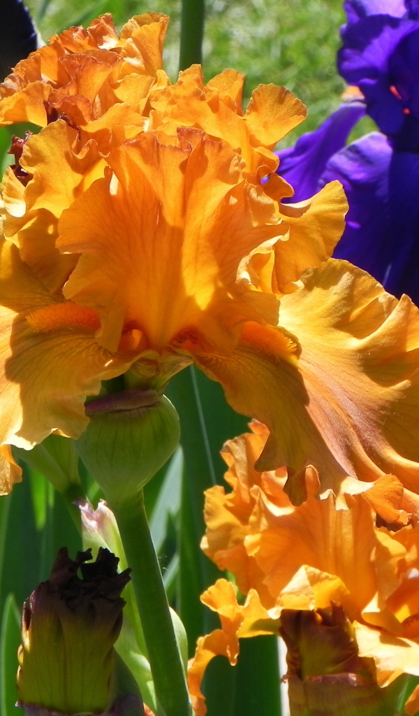 Growing iris flowers in the garden
