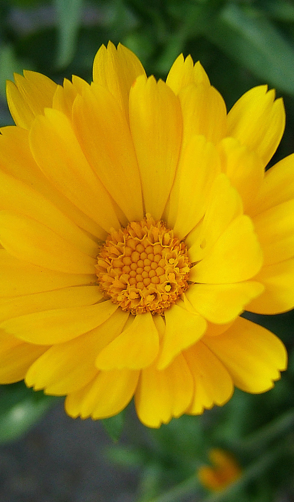 Выращивание цветов календулы в саду